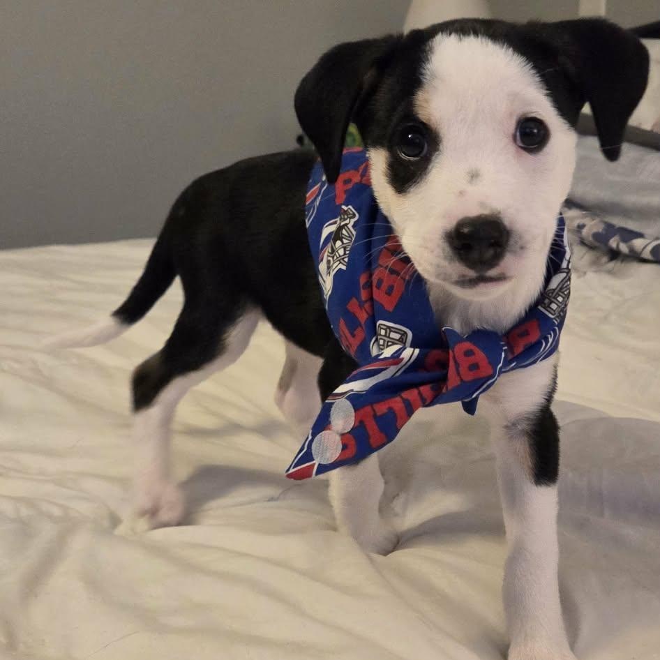 Laverne, ADOPTABLE, Young Female Mixed Breed & Beagle.