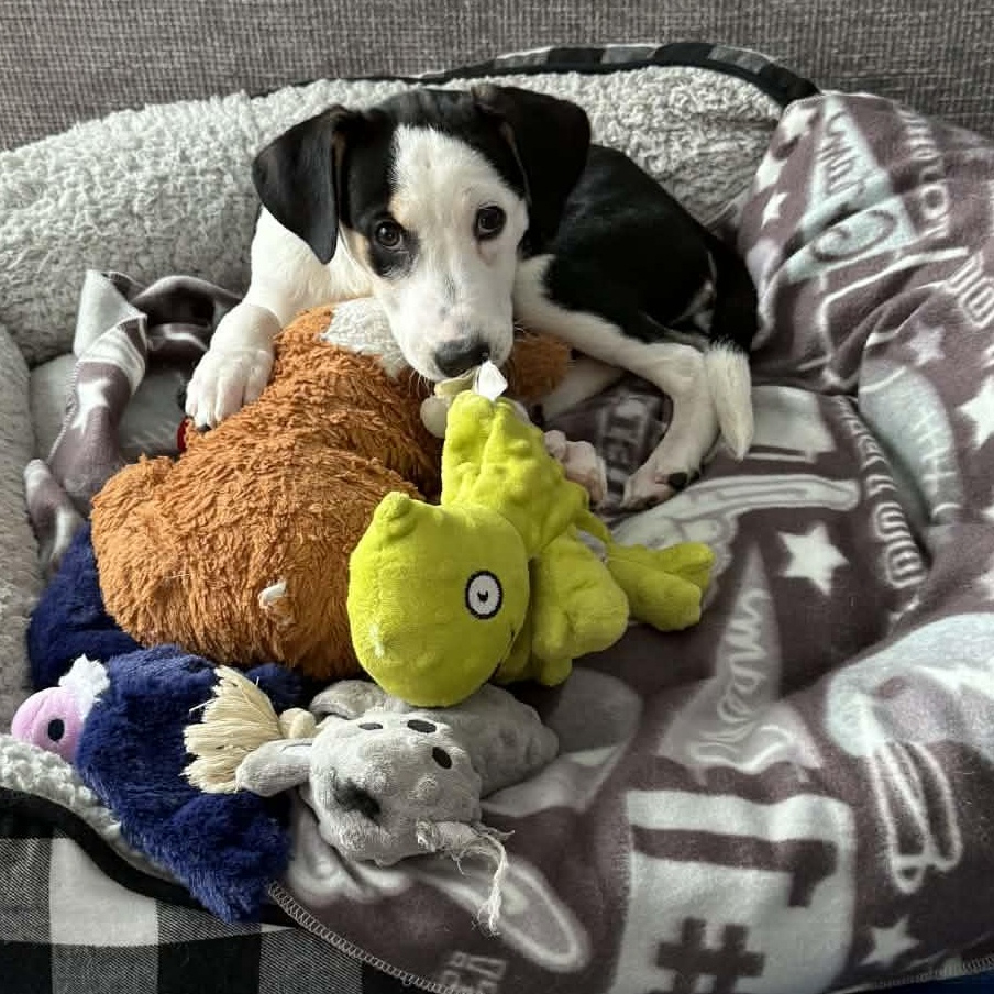 Enlarge Laverne, an adopted mixed breed in hilton, NY image 3/6