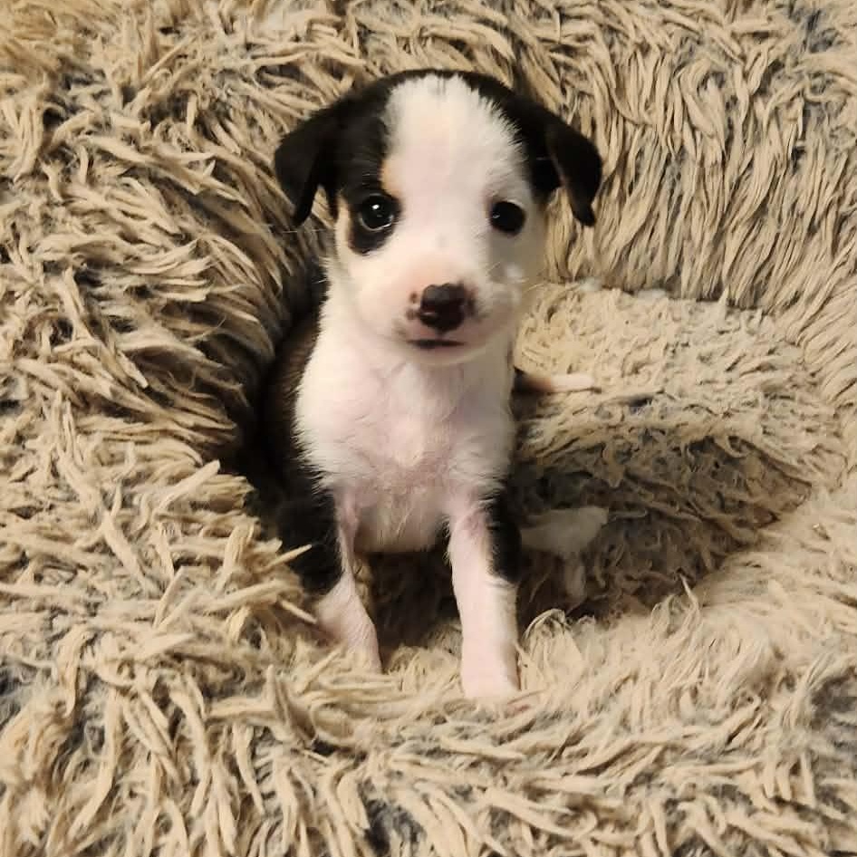 Enlarge Laverne, a ADOPTABLE mixed breed in hilton, NY image 4/6