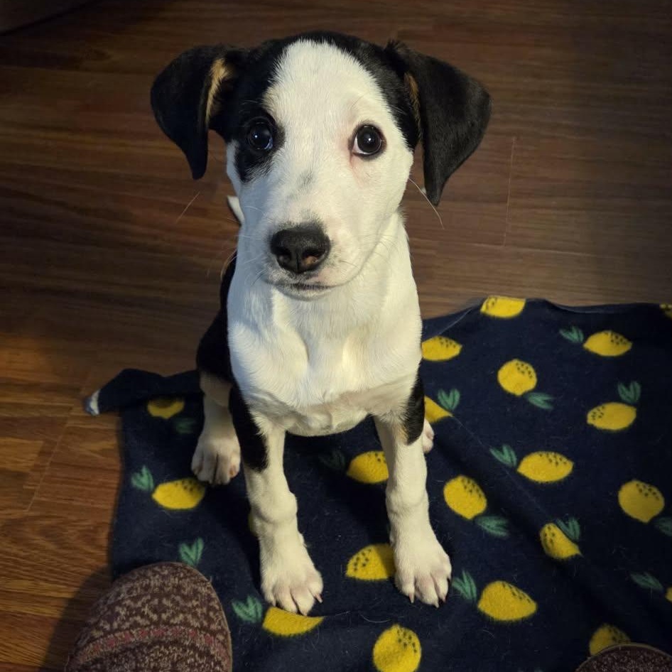 Enlarge Laverne, a ADOPTABLE mixed breed in hilton, NY image 1/6