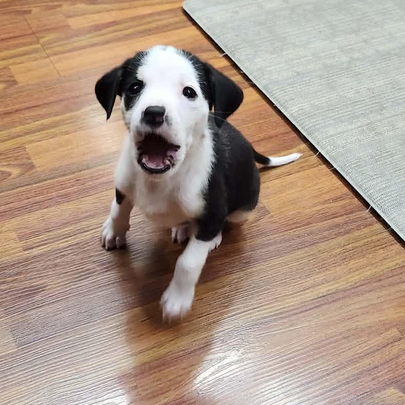 Enlarge Laverne, a ADOPTABLE mixed breed in hilton, NY image 1/6