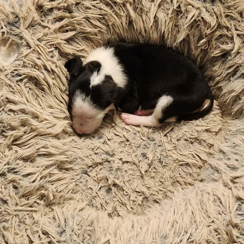 Enlarge Laverne, a ADOPTABLE mixed breed in hilton, NY image 5/6