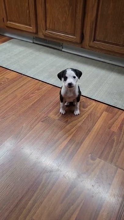 Enlarge Laverne, a ADOPTABLE mixed breed in hilton, NY video 6/6