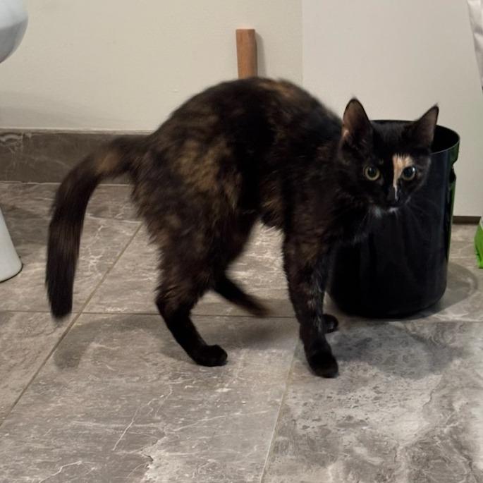 Sonnet, Adoptable, Young Female Domestic Short Hair.