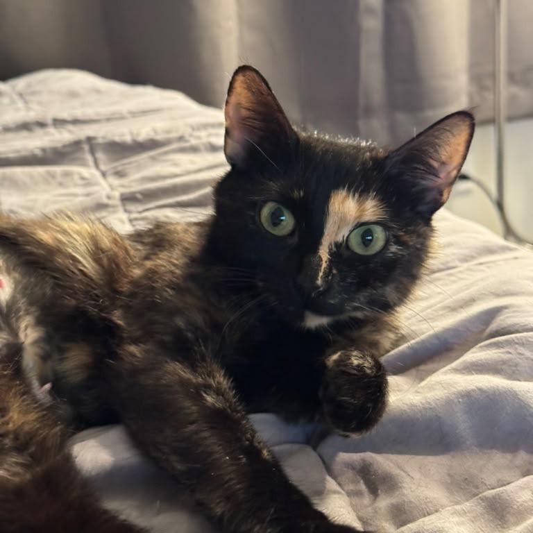 Enlarge Sonnet, a Adoptable Domestic Short Hair in Evanston, IL image 2/4