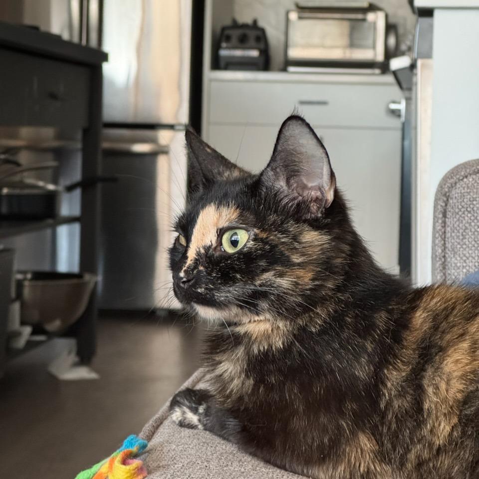 Enlarge Sonnet, a Adoptable Domestic Short Hair in Evanston, IL image 3/4