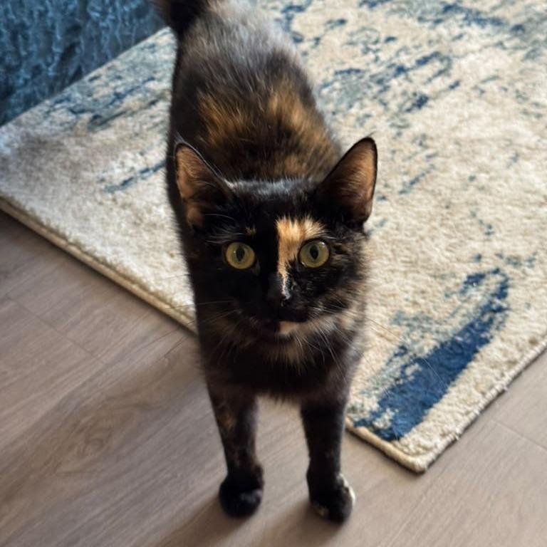 Enlarge Sonnet, a Adoptable Domestic Short Hair in Evanston, IL image 4/4