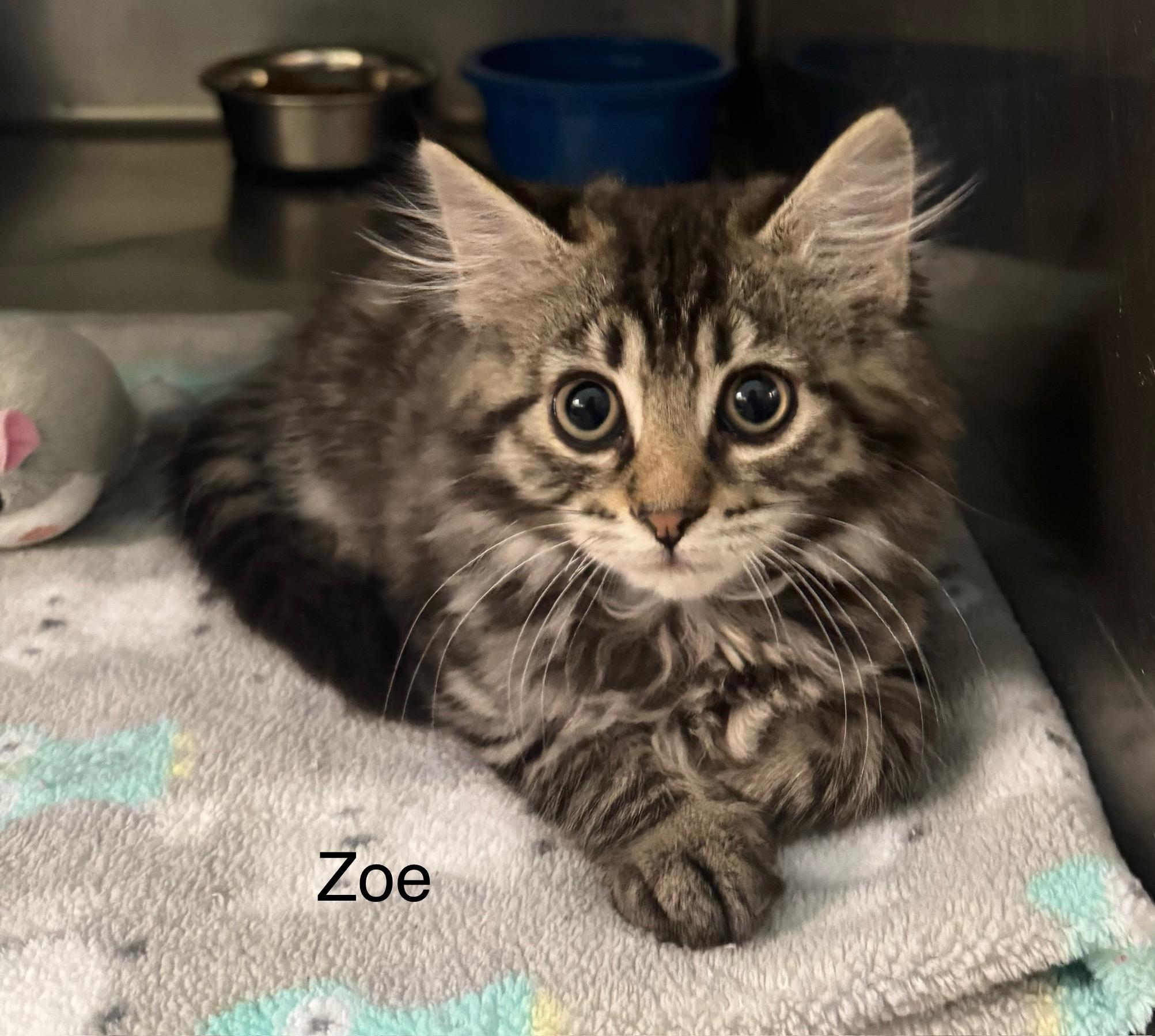 Zoe, Baby Female Domestic Long Hair