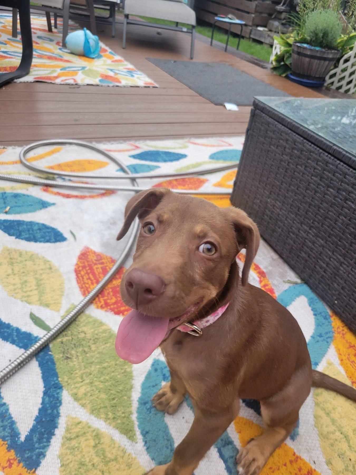 Enlarge Indy, a Adoptable Mixed Breed in Nottingham, MD image 1/1