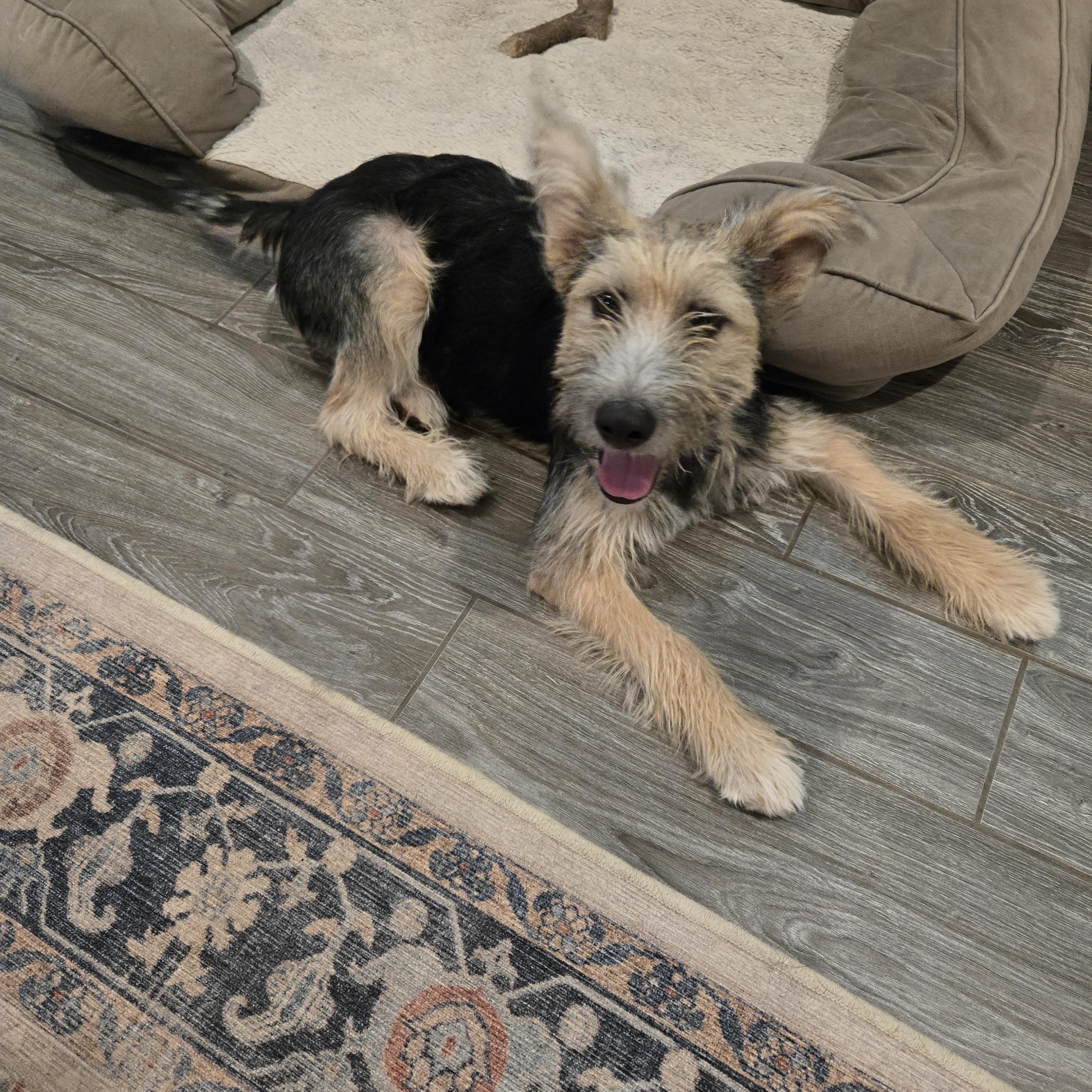 Ralph, Baby Male Wheaten Terrier