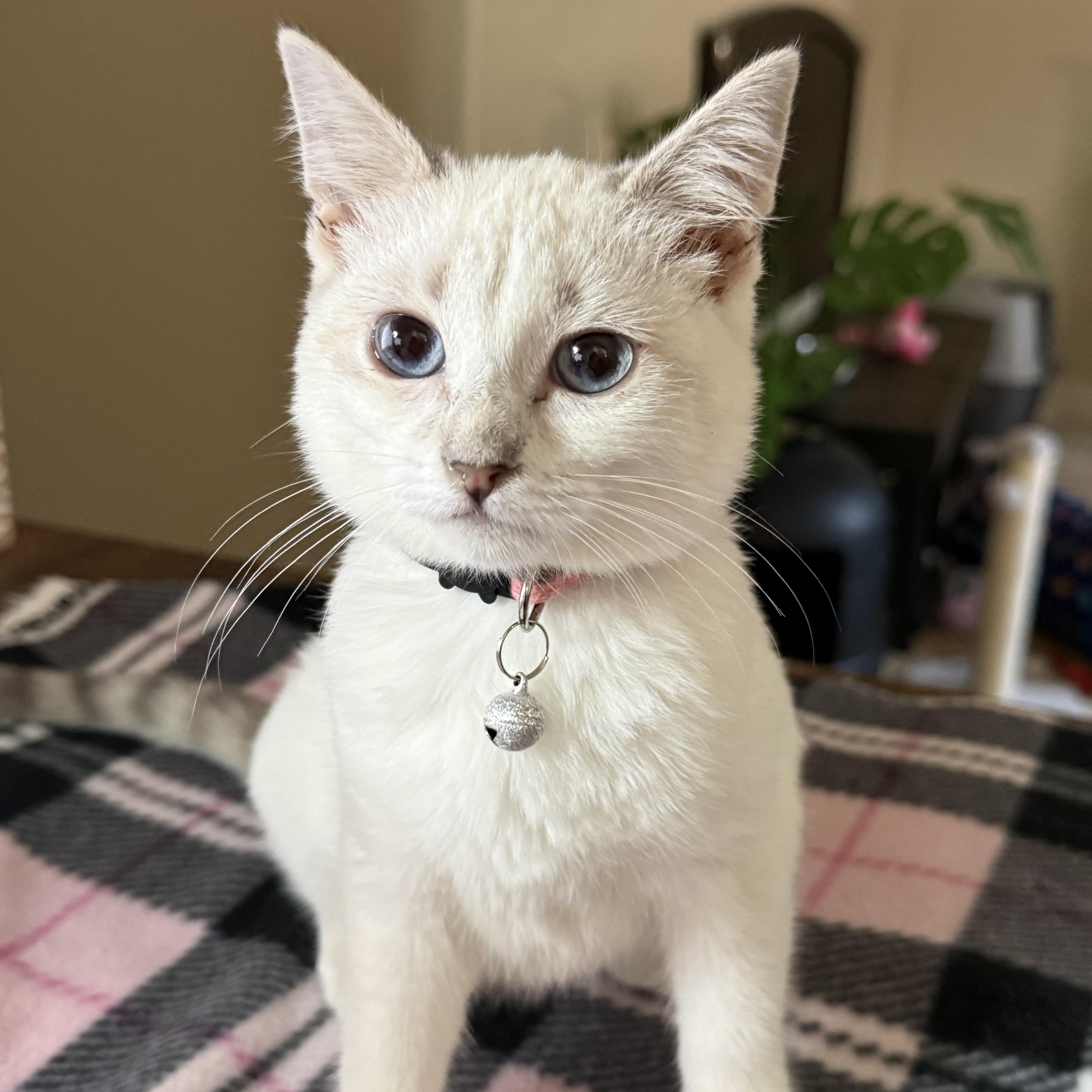 Enlarge Dolly, an adopted Siamese in Fresno, CA image 2/6