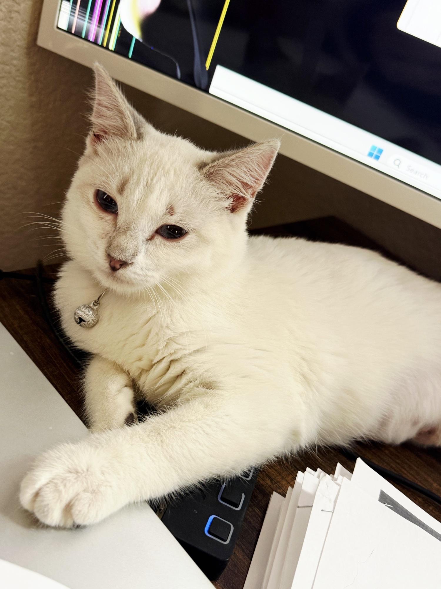 Enlarge Dolly, an adopted Siamese in Fresno, CA image 1/6