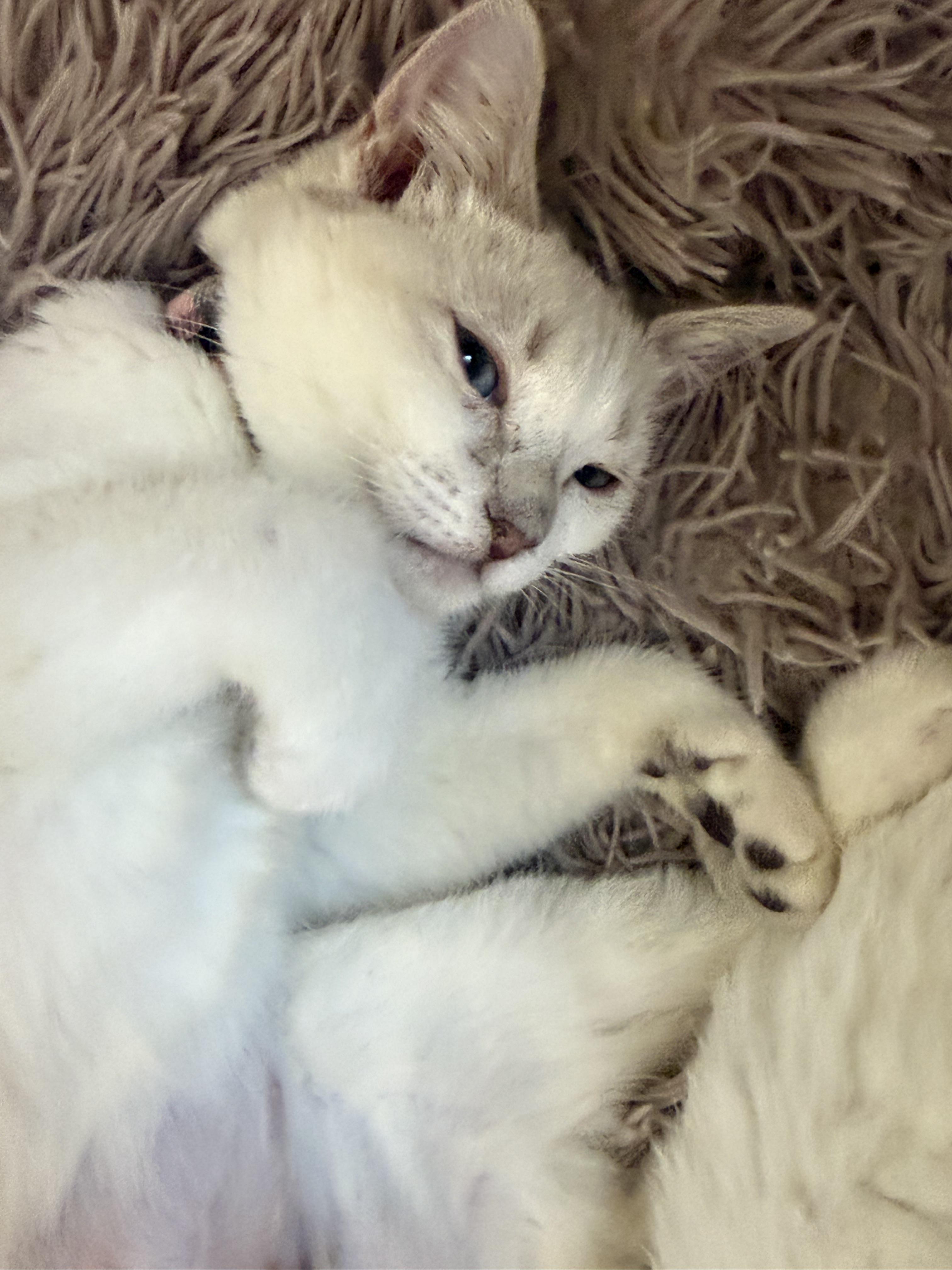 Enlarge Dolly, an adopted Siamese in Fresno, CA image 6/6