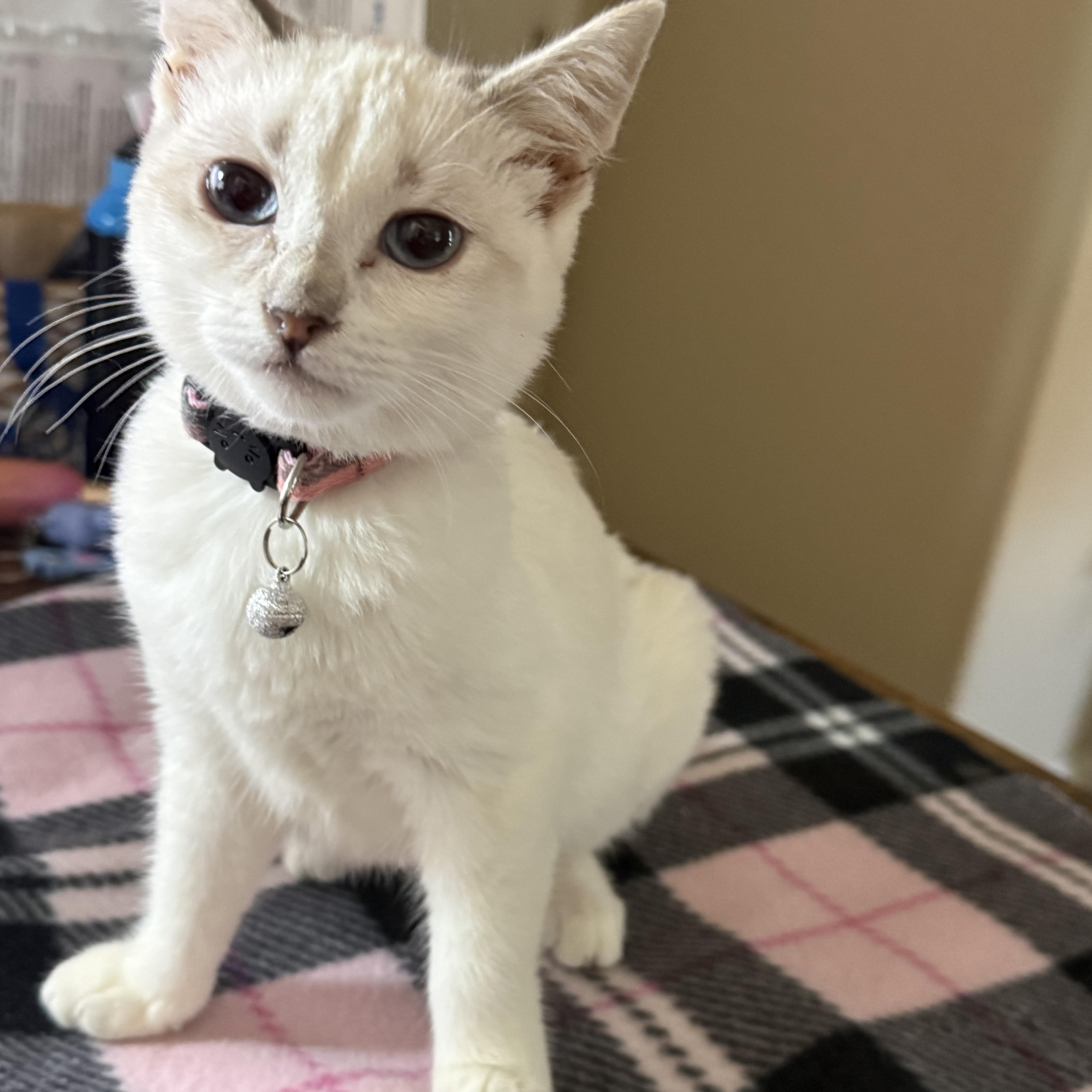 Enlarge Dolly, an adopted Siamese in Fresno, CA image 5/6