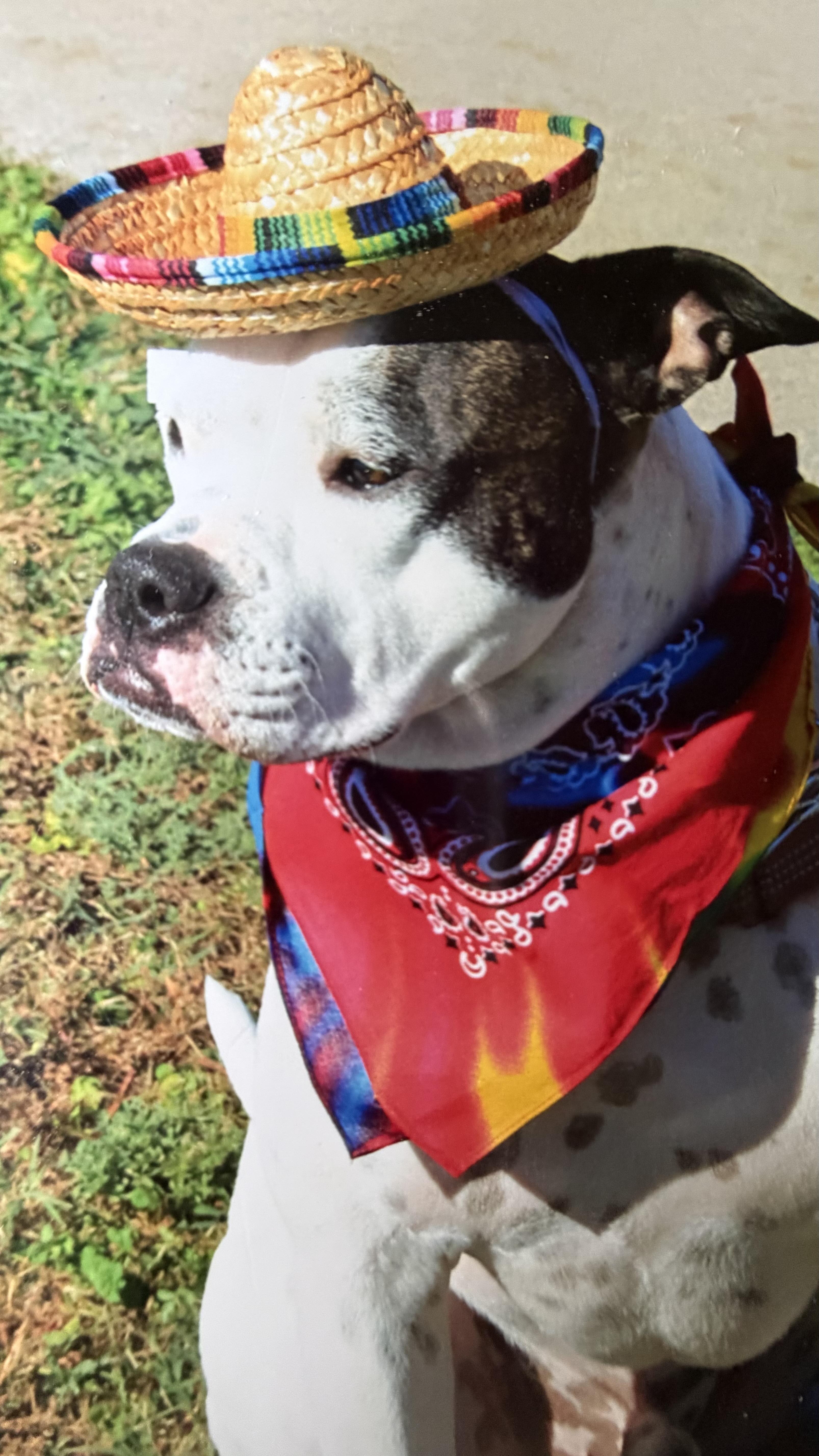 Bruno, ADOPTABLE, Adult Male American Staffordshire Terrier & Boxer.