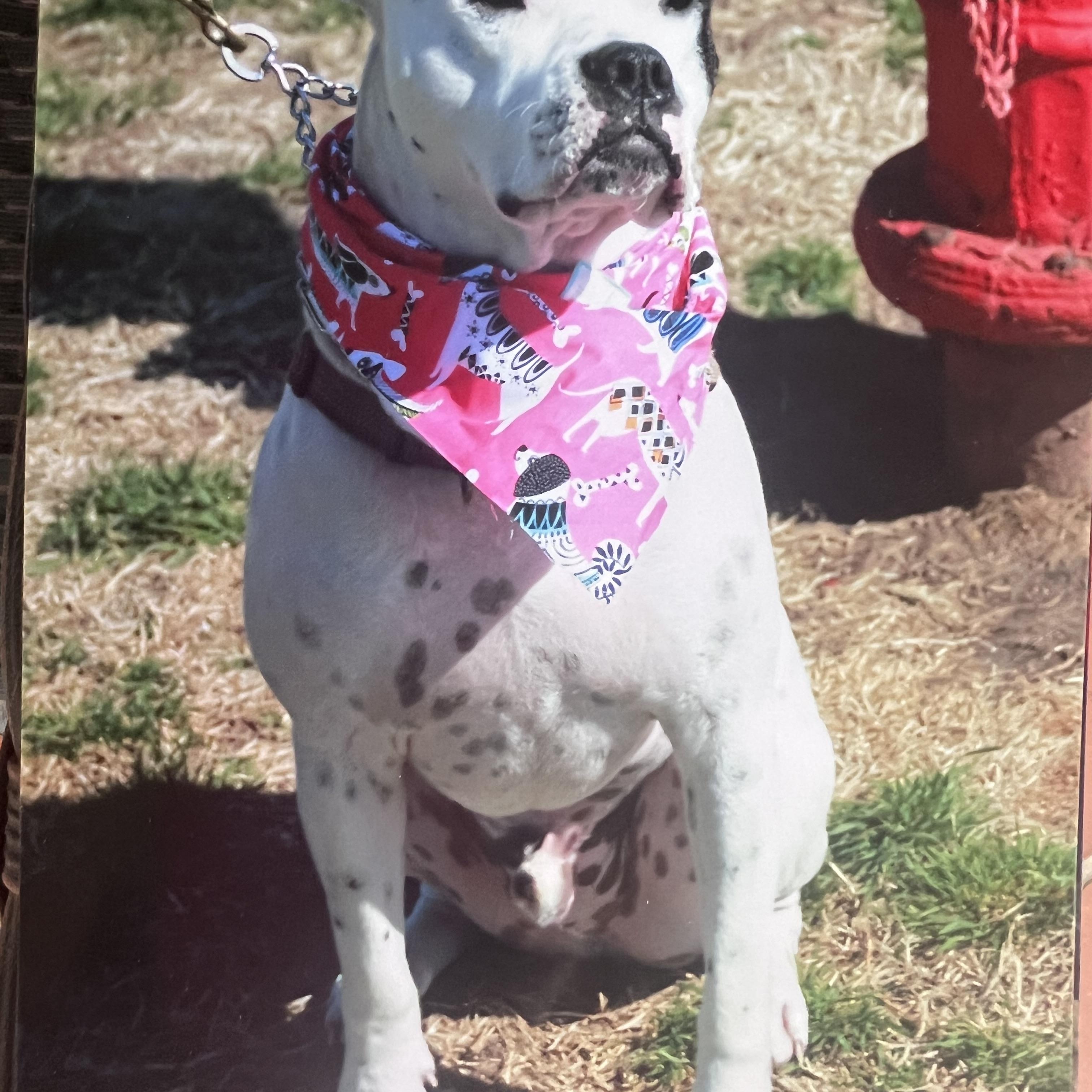 Bruno, ADOPTABLE, Adult Male American Staffordshire Terrier & Boxer.