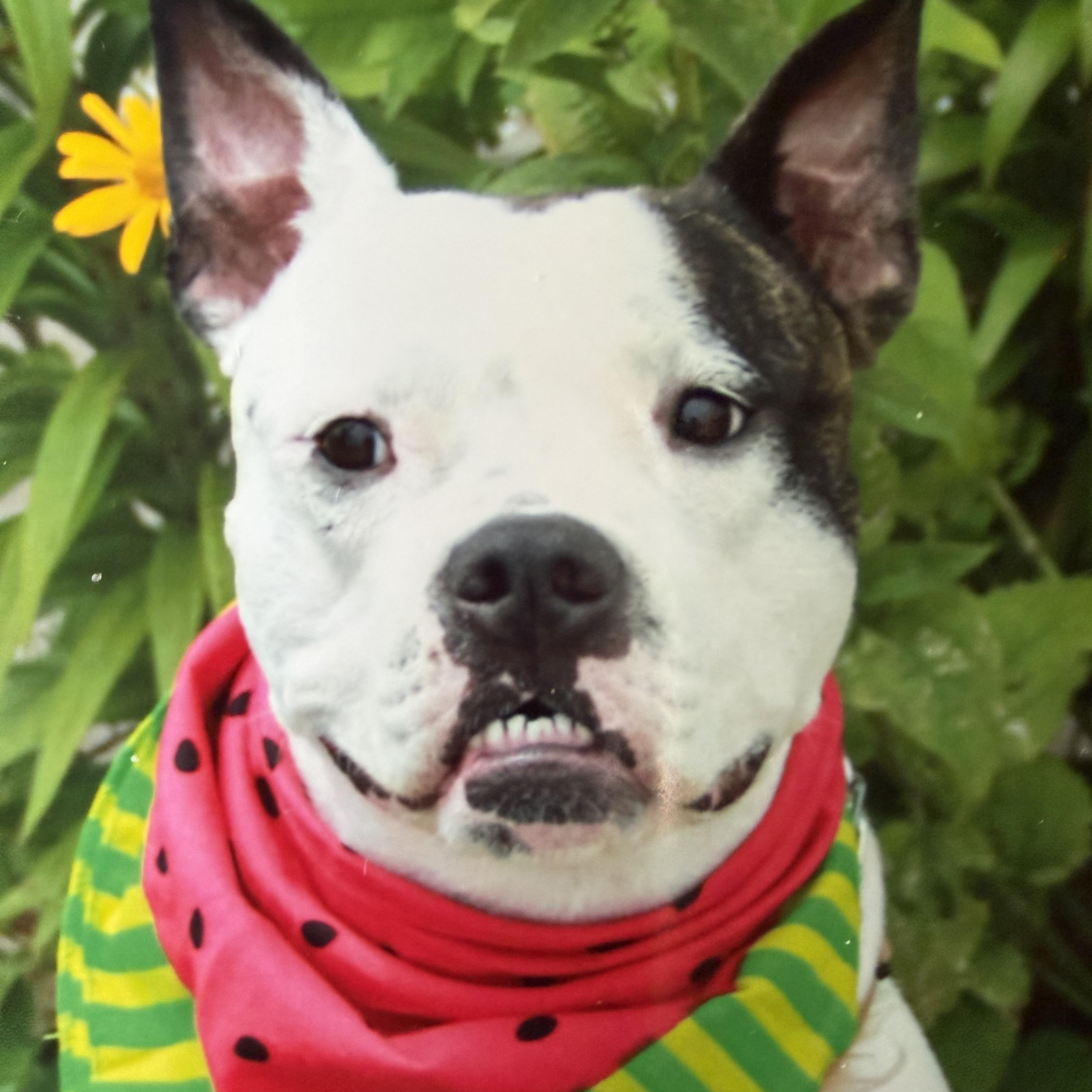 Bruno, a ADOPTABLE mixed breed in Hutchinson, KS image 2/2