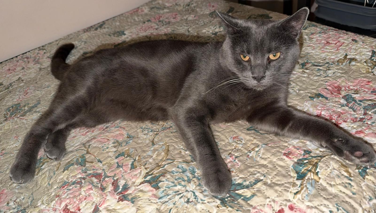 Sheba, Adoptable, Adult Male Russian Blue.