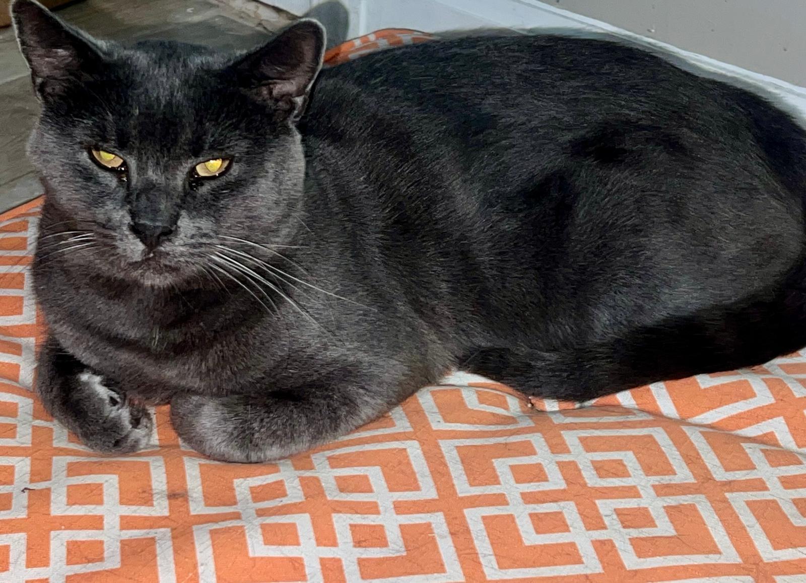 Enlarge Sheba, a Adoptable mixed breed in Brooklyn, NY image 2/4