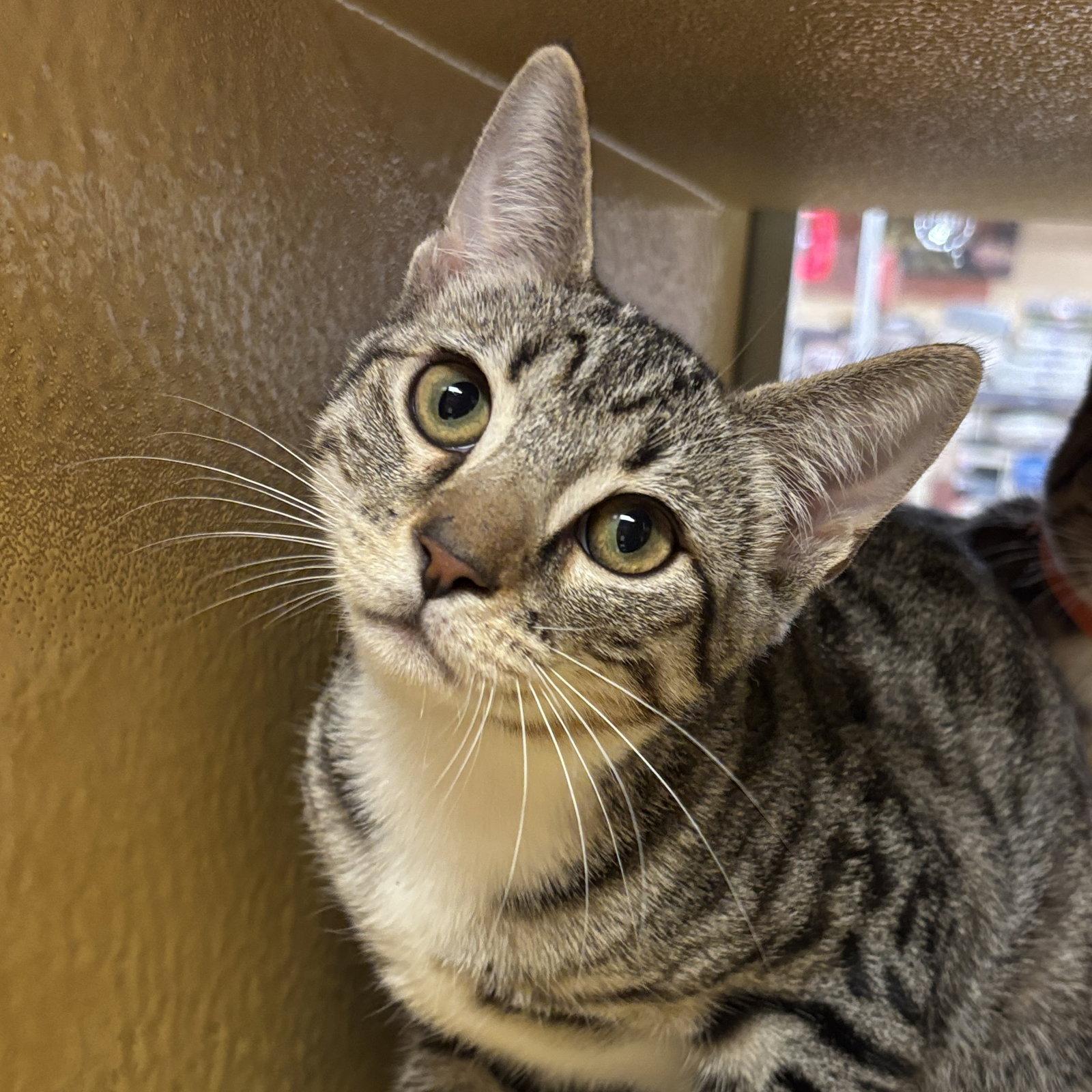 Link, Adoptable, Kitten Male Domestic Short Hair.