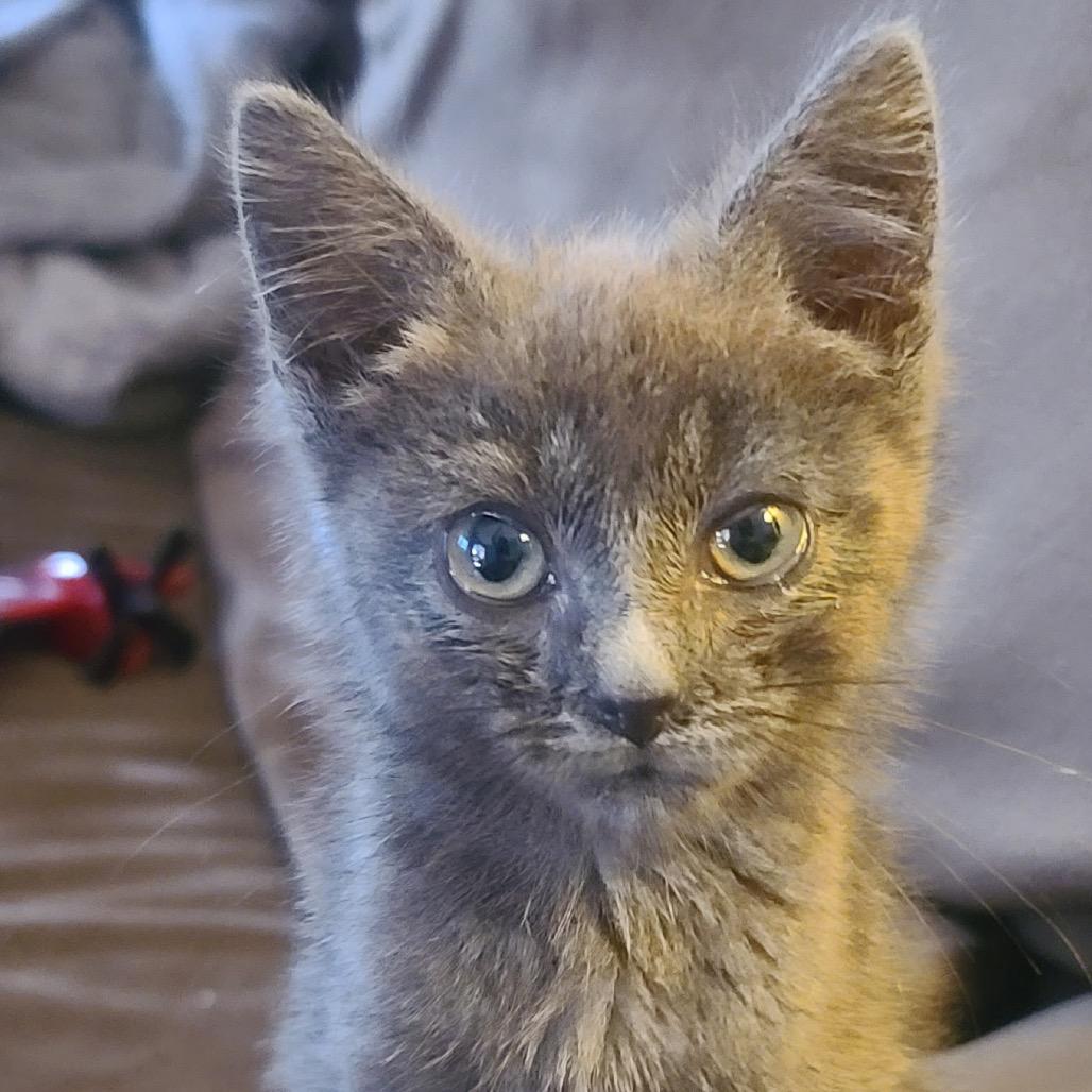 Enlarge Nigel, a Adoptable Domestic Short Hair in North Canton, OH image 1/1