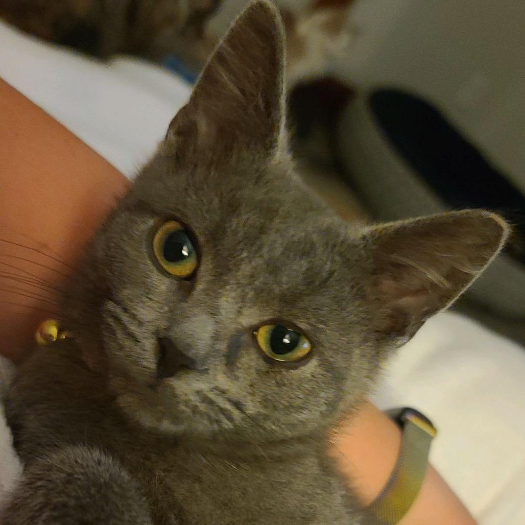 Enlarge Nigel, a Adoptable Domestic Short Hair in North Canton, OH image 2/2