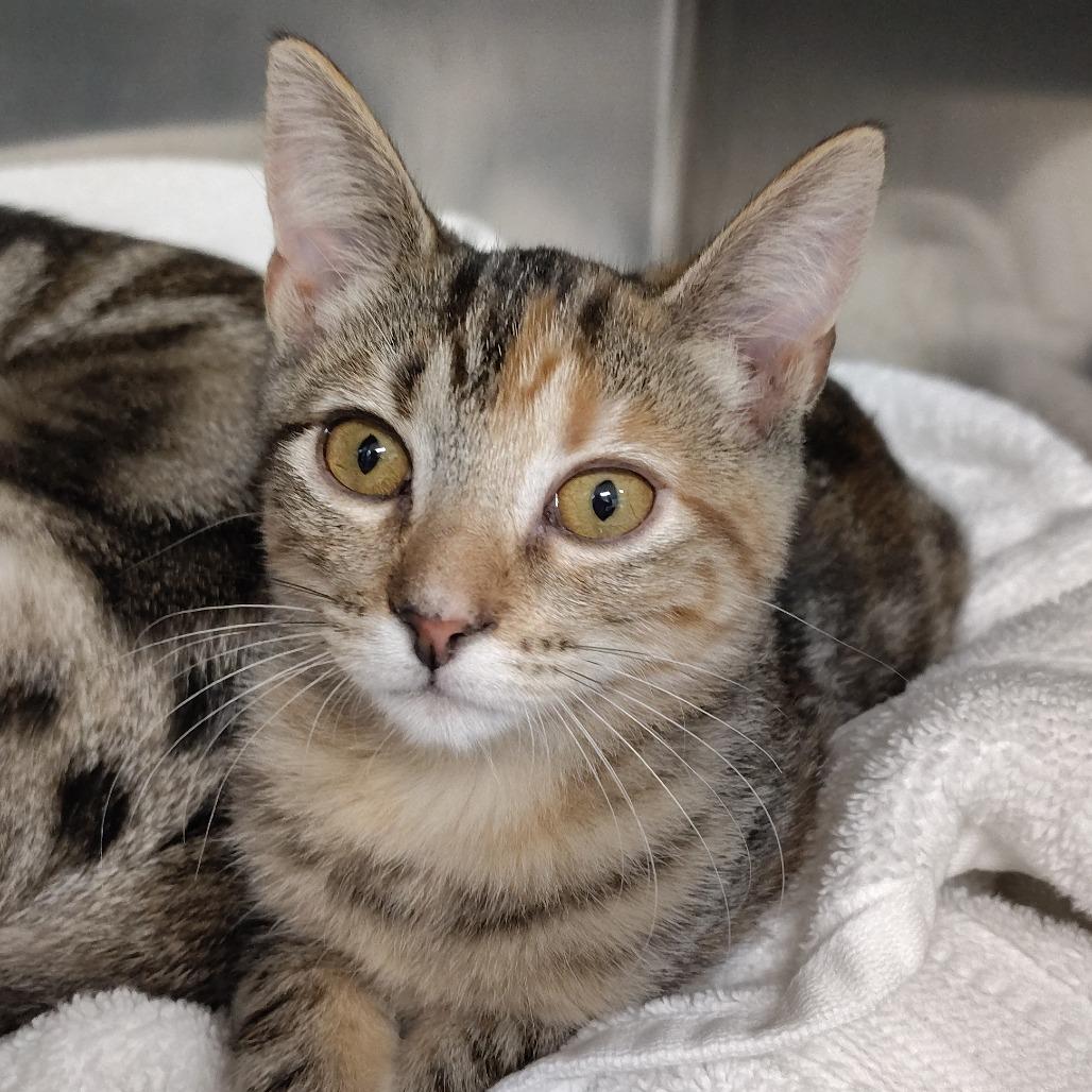 Enlarge Snap, a Adoptable Domestic Short Hair in Morristown, NJ image 1/2