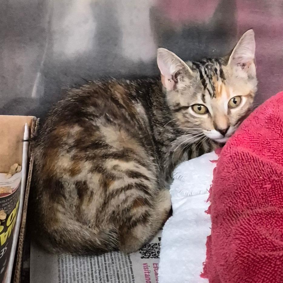 Snap, Adoptable, Kitten Female Domestic Short Hair.