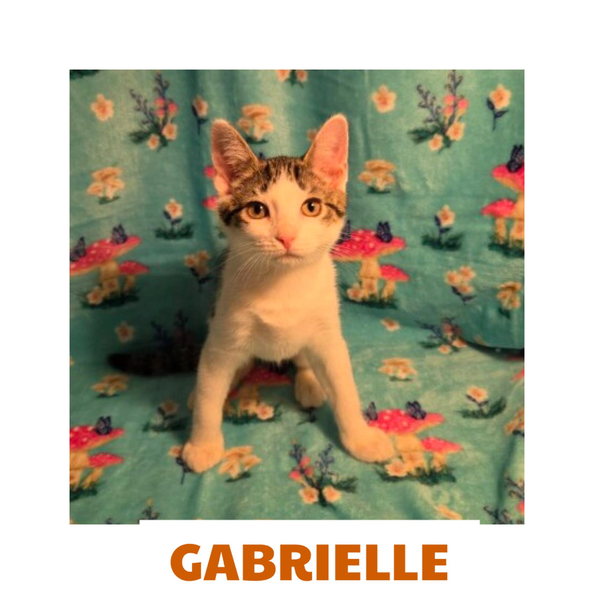 Gabrielle, Adopted, Kitten Female Domestic Short Hair.