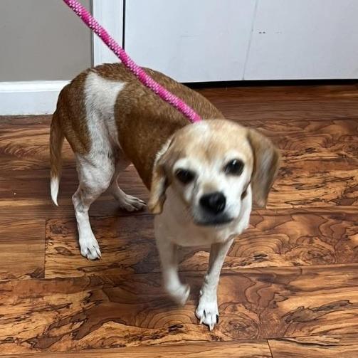 Enlarge Cinnamon, a Adoptable mixed breed in Edwards, IL image 1/1