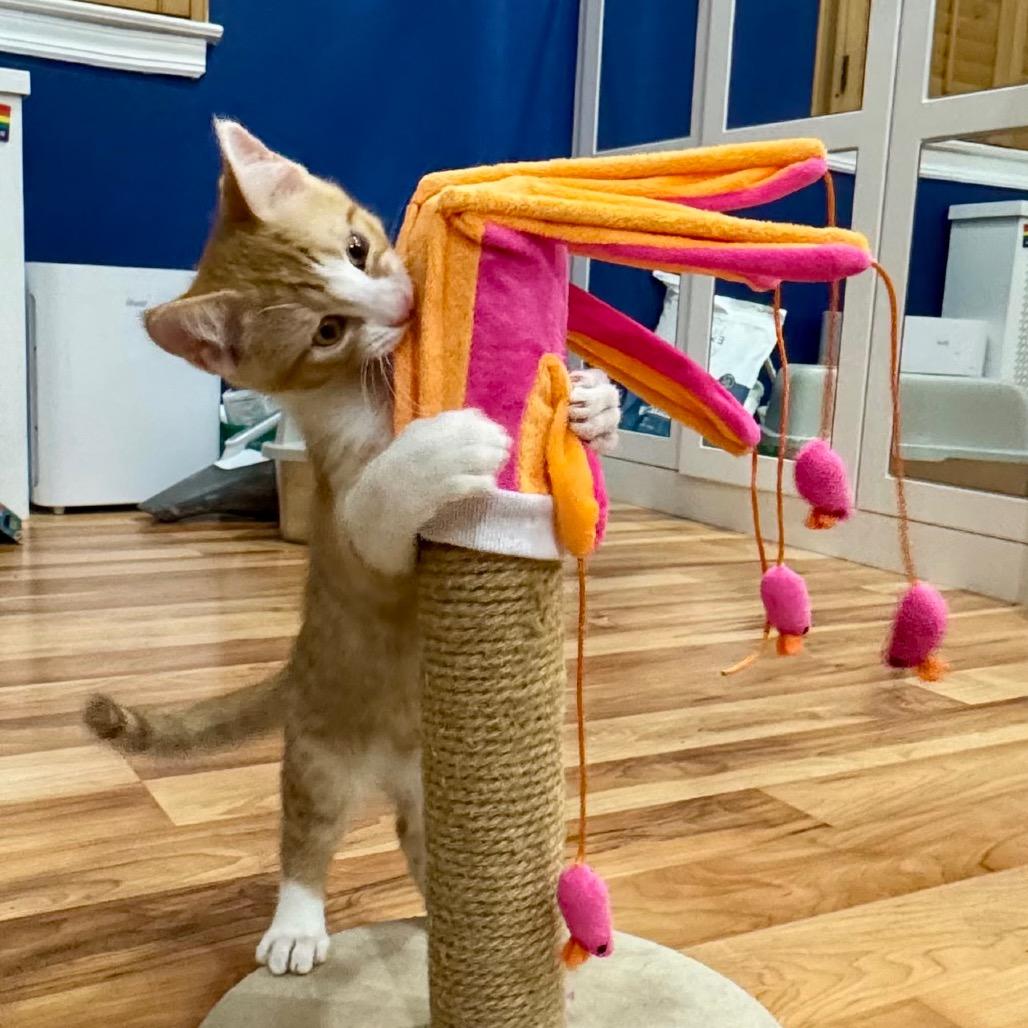 Finn, Adoptable, Kitten Male Domestic Short Hair.