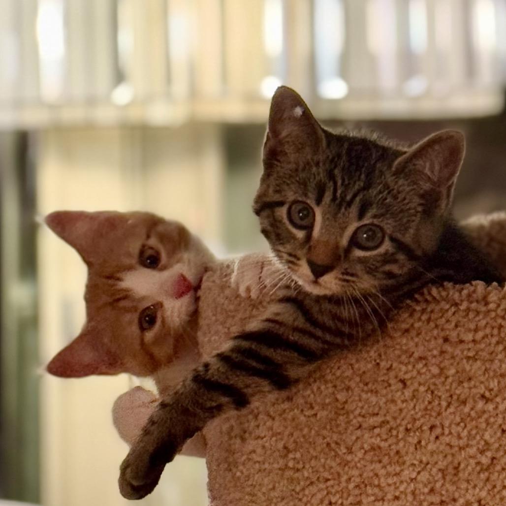 Enlarge Finn, a Adoptable Domestic Short Hair in Forest Hills, NY image 3/6