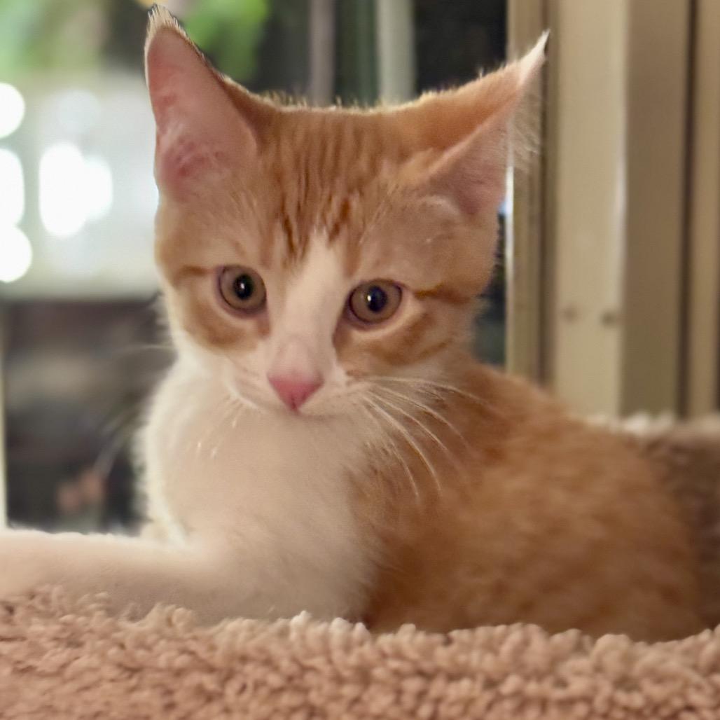 Enlarge Finn, a Adoptable Domestic Short Hair in Forest Hills, NY image 4/6