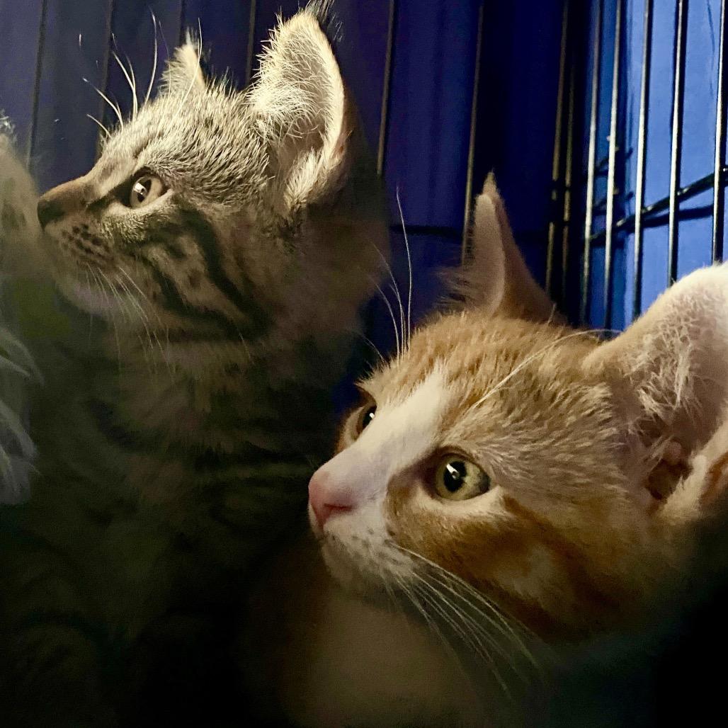 Enlarge Finn, a Adoptable Domestic Short Hair in Forest Hills, NY image 5/6