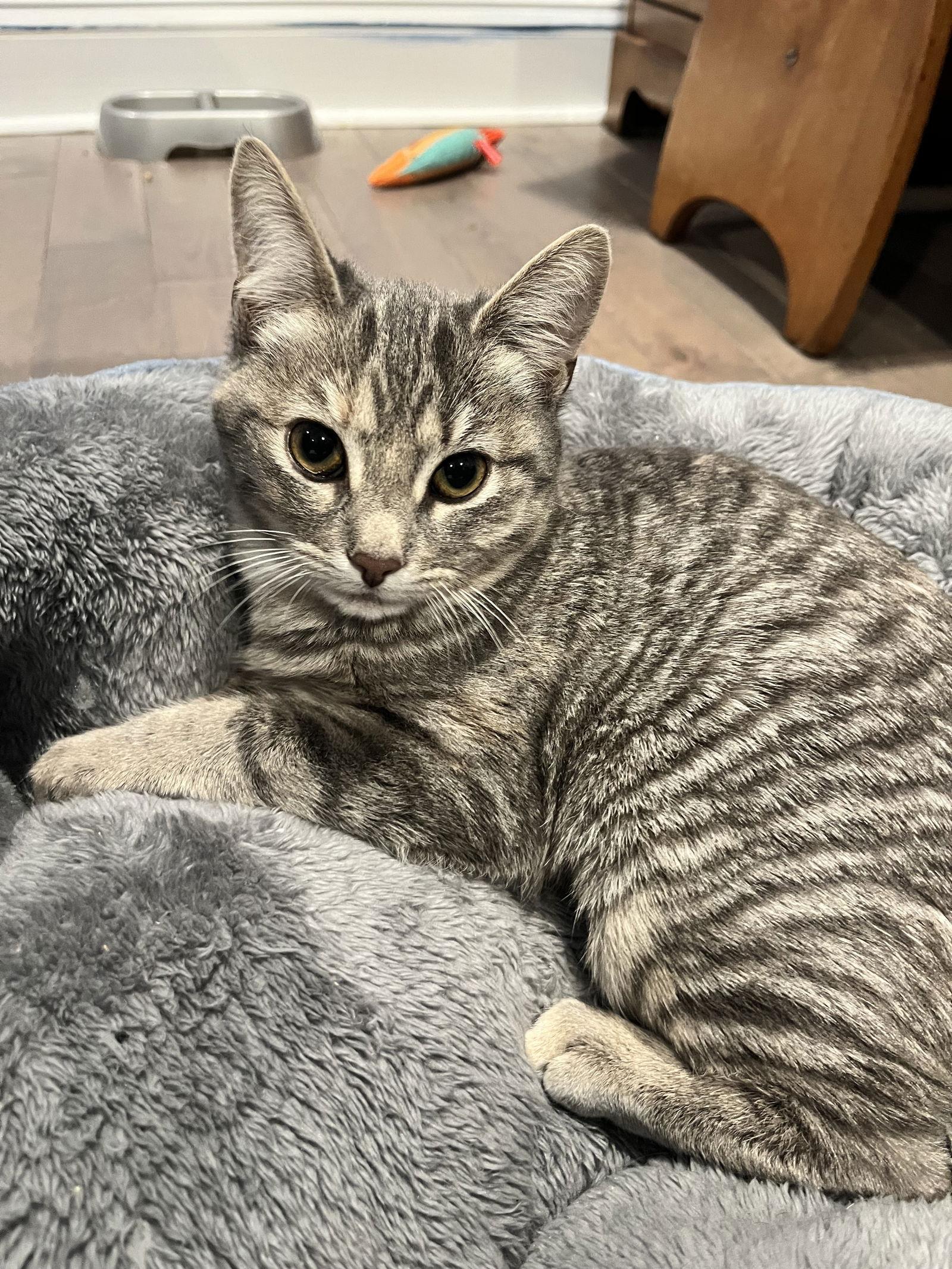 Celine, Willow Grove PS, (FCID 11/18/2025-111), Adopted, Young Female Tabby.