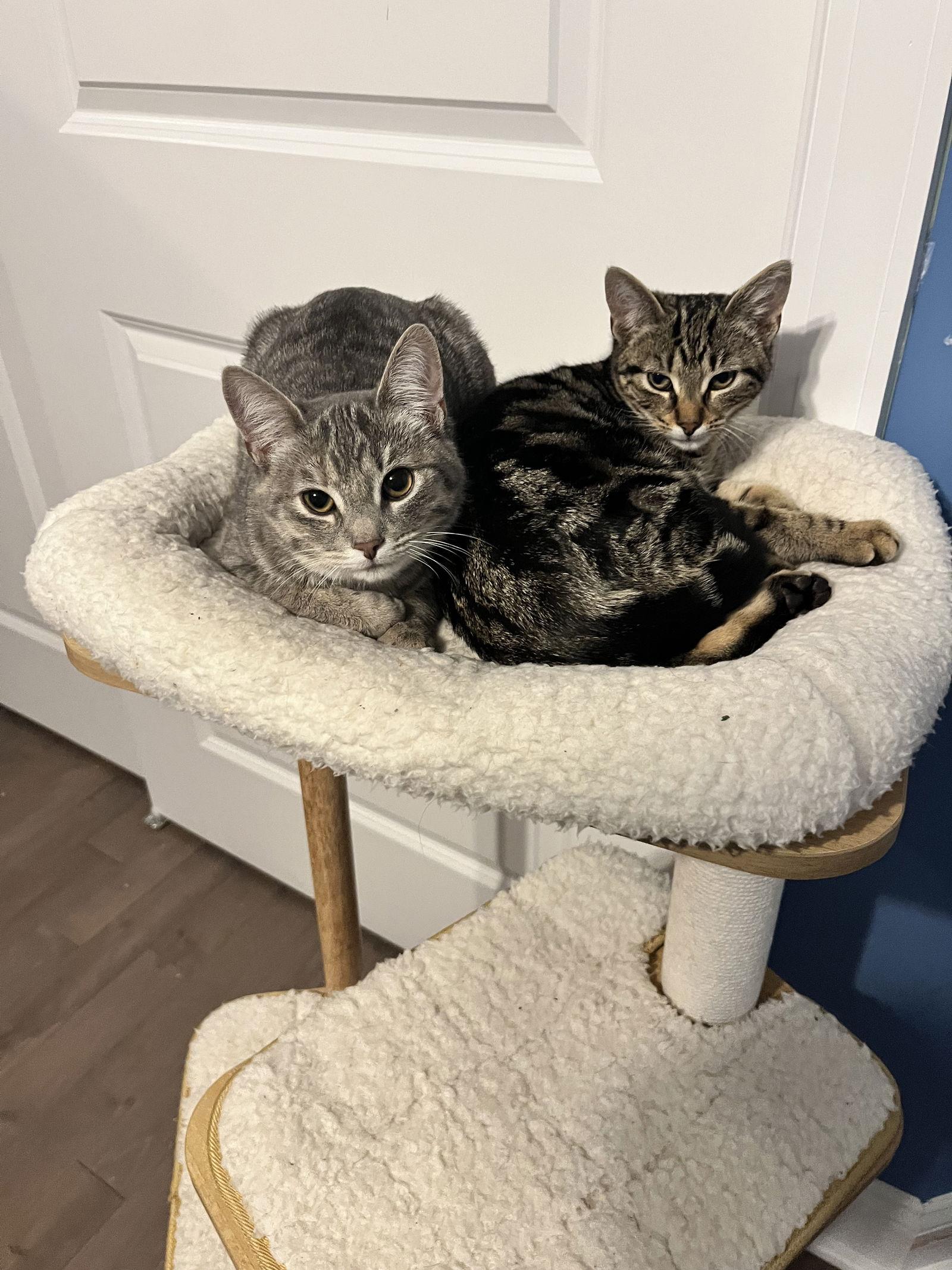 Enlarge Celine, Willow Grove PS, (FCID 11/18/2025-111), a Adopted Tabby in Greenville, DE image 2/3