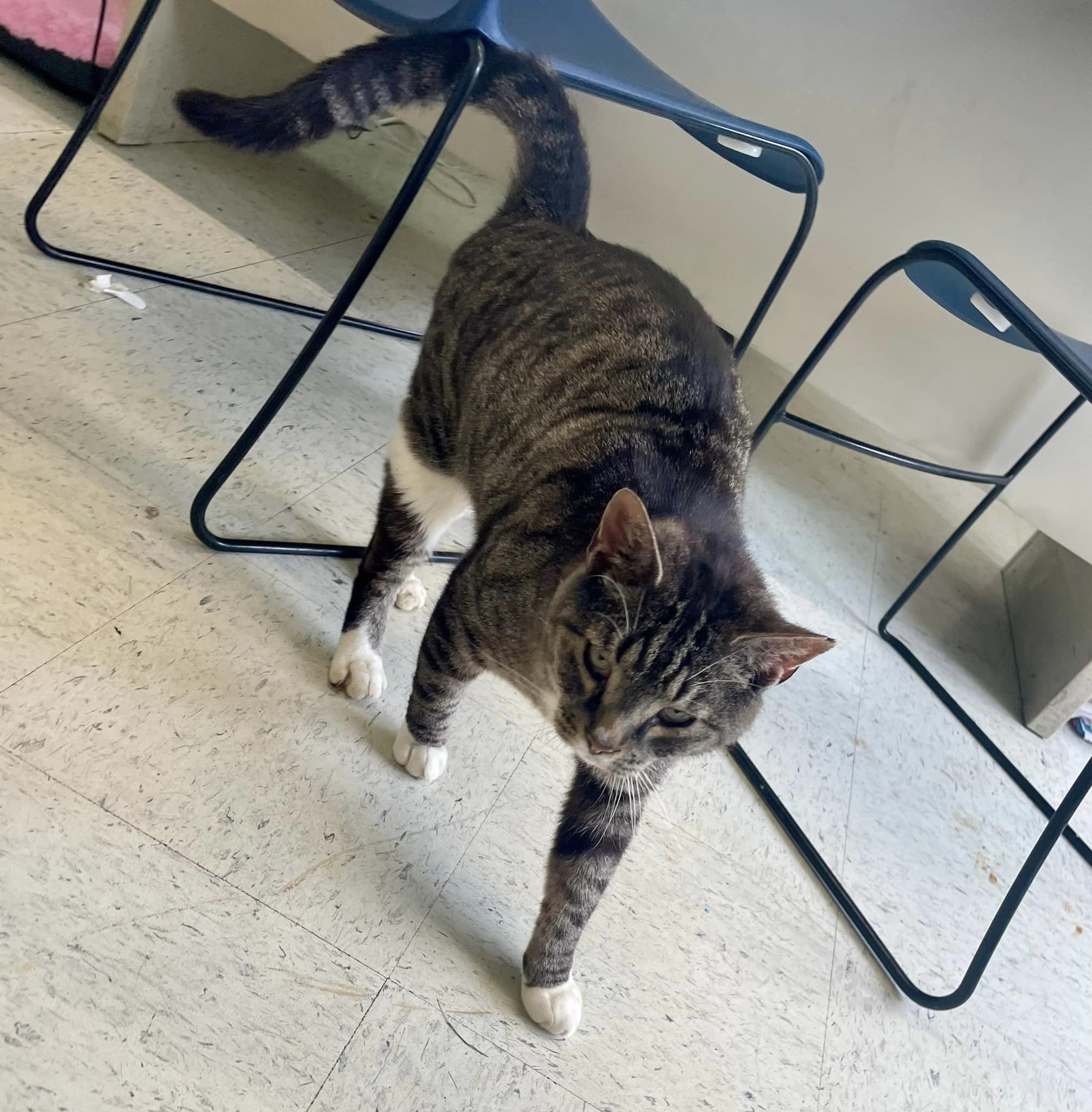 Guardian, Adopted, Adult Male Domestic Short Hair.