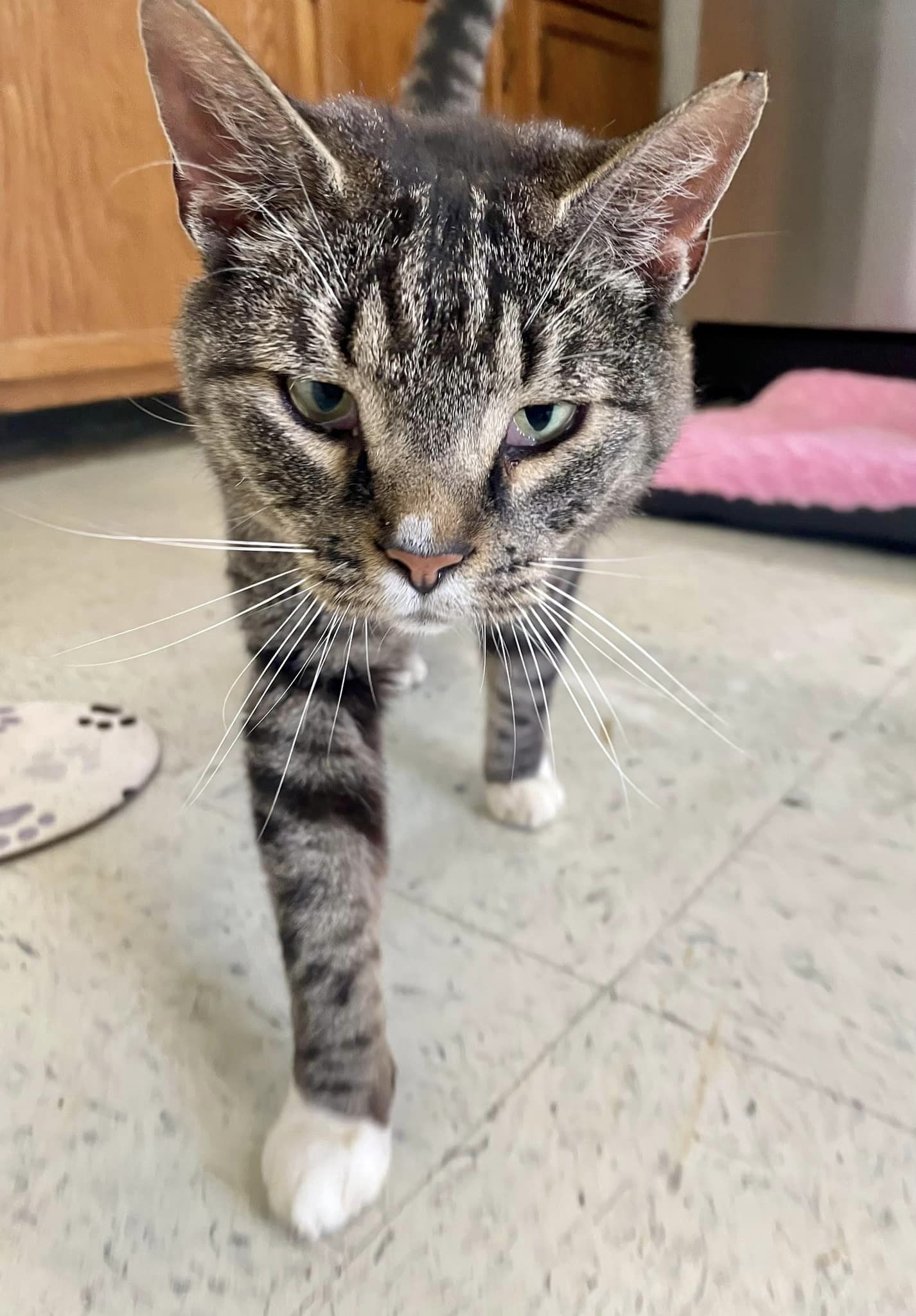 Guardian, a Adopted Domestic Short Hair in Cynthiana, KY image 2/2