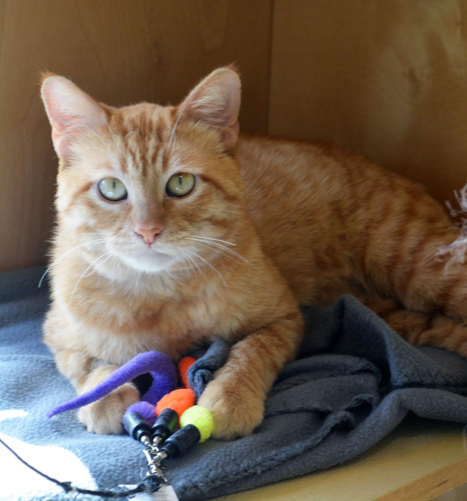 PHOENIX - MY ADOPTION FEE IS HALF PRICE IN JUNE, adoptable, Adult Male Tabby.
