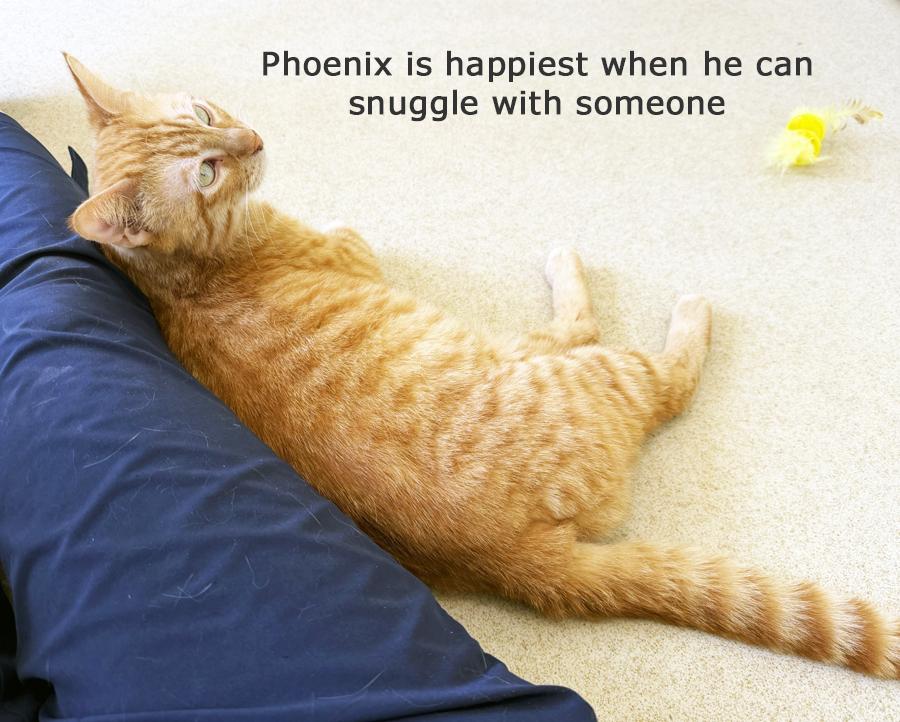 Enlarge PHOENIX - MY ADOPTION FEE IS HALF PRICE IN JUNE, an adoptable Tabby in San Clemente, CA image 2/2