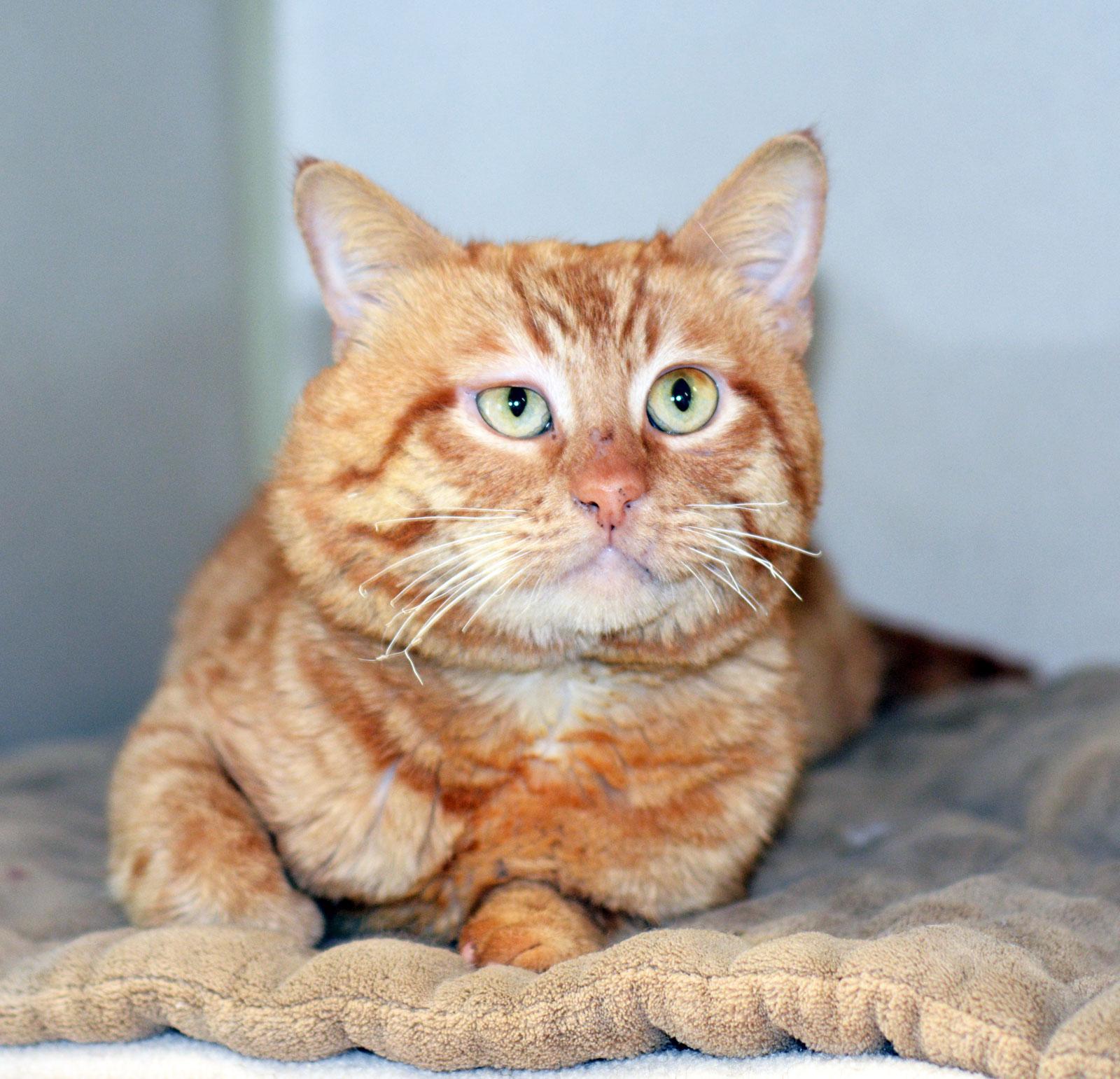 Enlarge PHOENIX, an adopted Tabby in San Clemente, CA image 1/1