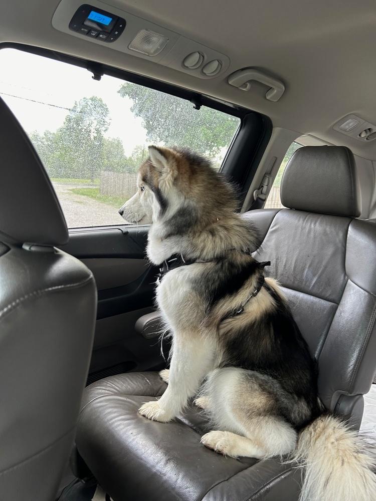 Sasha, Adoptable, Adult Female Siberian Husky.
