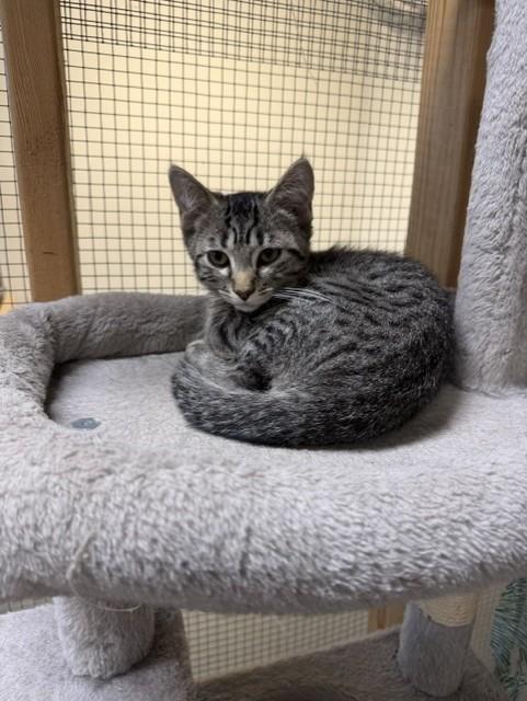 Hudson, ADOPTABLE, Kitten Male Domestic Short Hair.