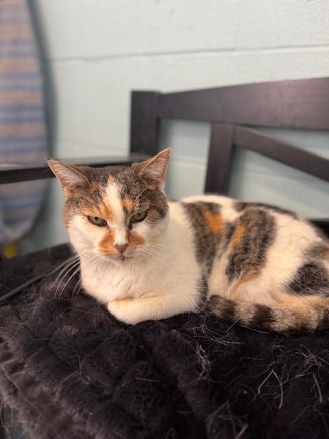 Juniper — thumbnail 2