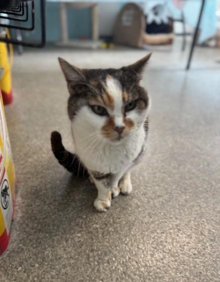 Juniper — thumbnail 3