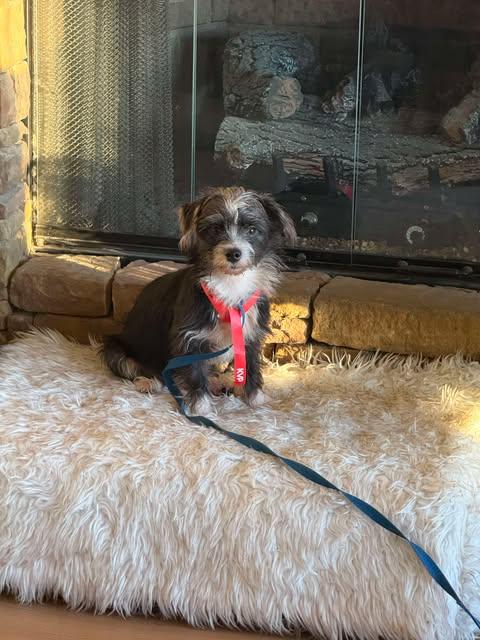Skipper, ADOPTABLE, Young Male Chihuahua.