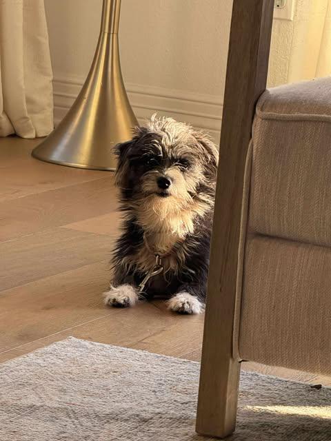 Enlarge Skipper, a ADOPTABLE mixed breed in Austin , TX image 2/3