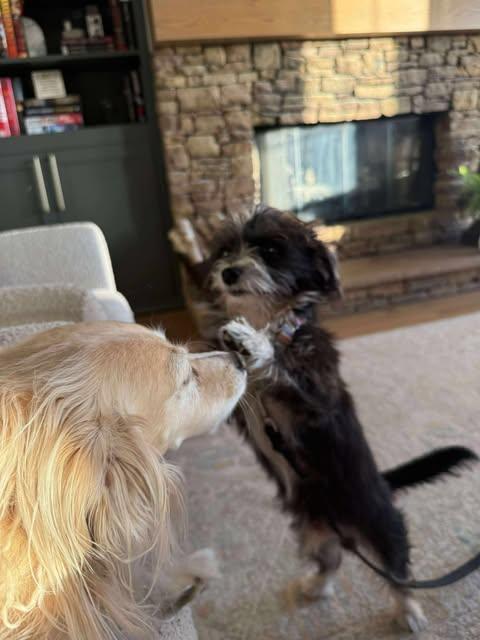 Enlarge Skipper, a ADOPTABLE mixed breed in Austin , TX image 3/3