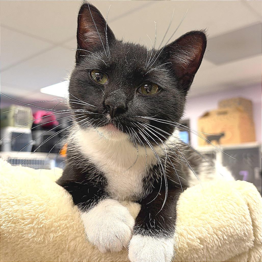 Bronco, Adoptable, Young Male Domestic Short Hair.