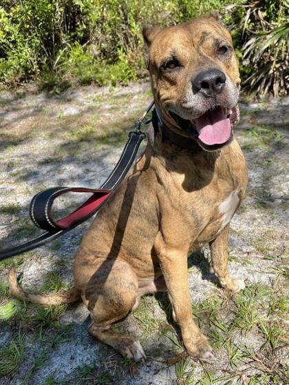 Enlarge Sir, a Adoptable mixed breed in Palm Coast, FL image 1/3